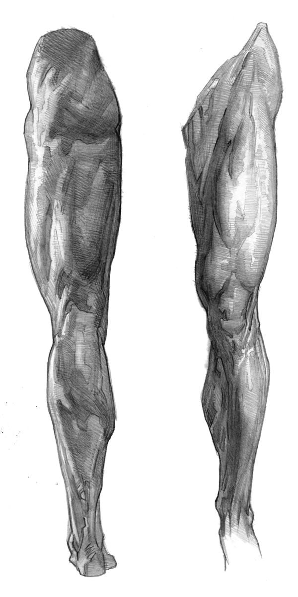 Illustration of strong leg muscle, demonstrating the power of pistol squat.