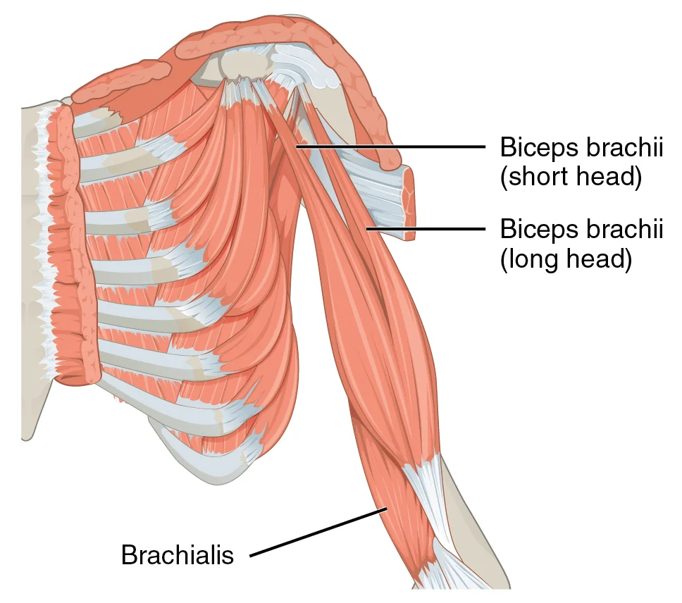 Anatomy of Bicep